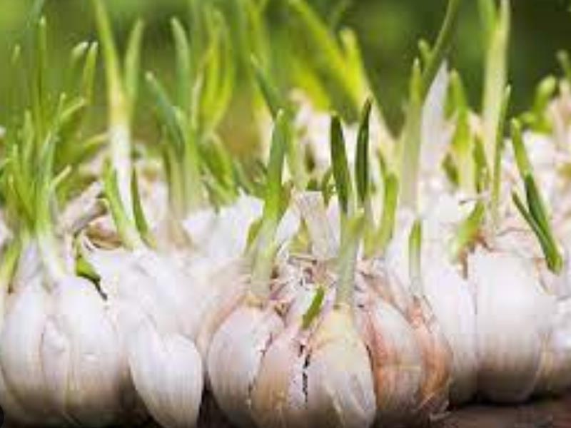 garlic.jpg