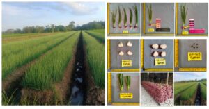 Bawang Merah Ngadipuro Tuban