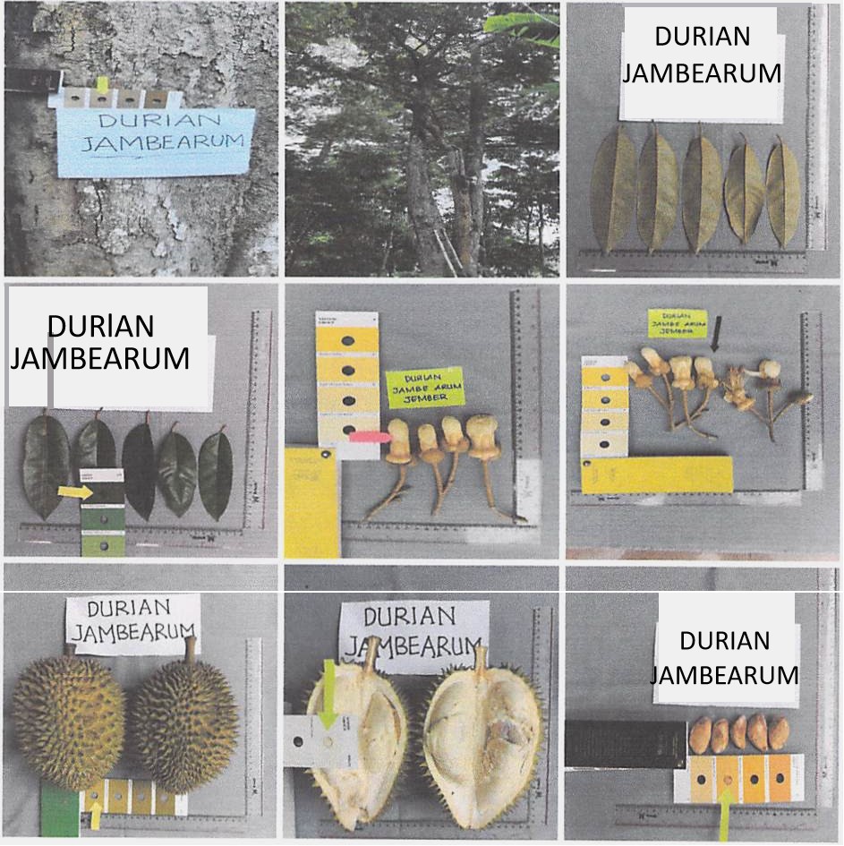 Durian-Jambearum-Jember2.jpg