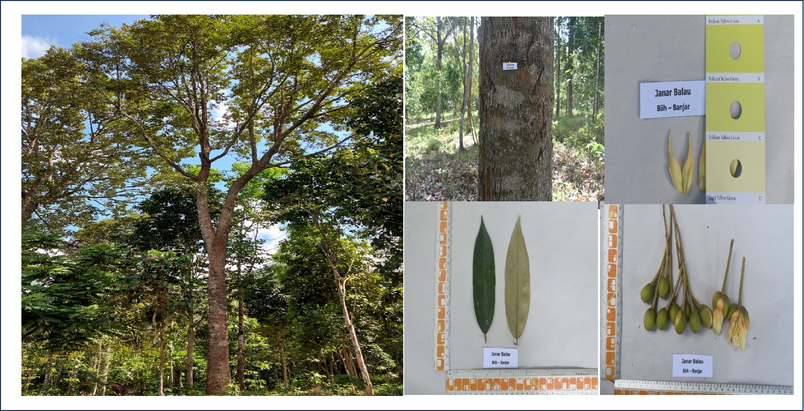 Durian-Janar-Balau.jpg