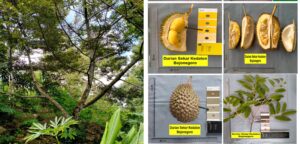 Durian Sekar Kedaton