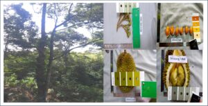 Durian Selayang Tebal