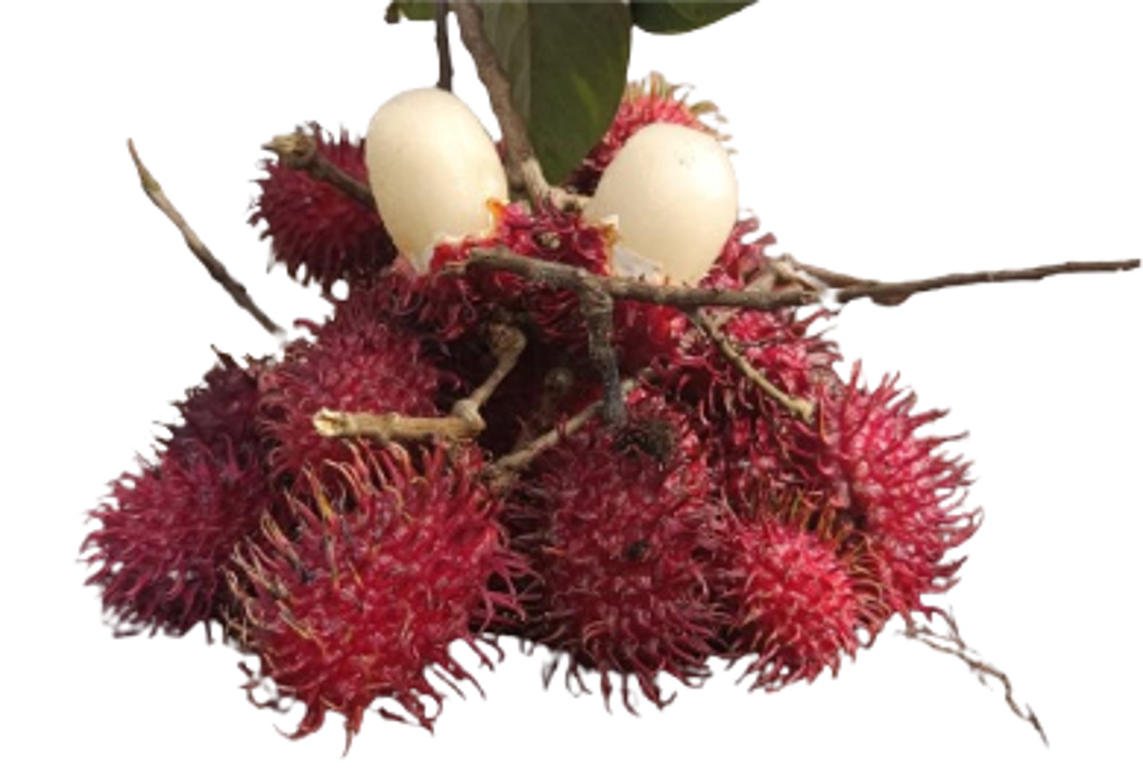 rambutan-parakan.jpg