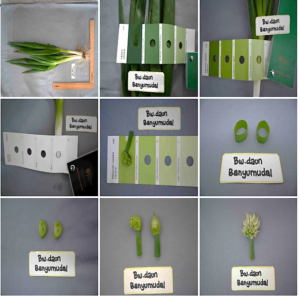 Bawang Daun Banyumudal 1