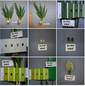 Bawang daun meland 1