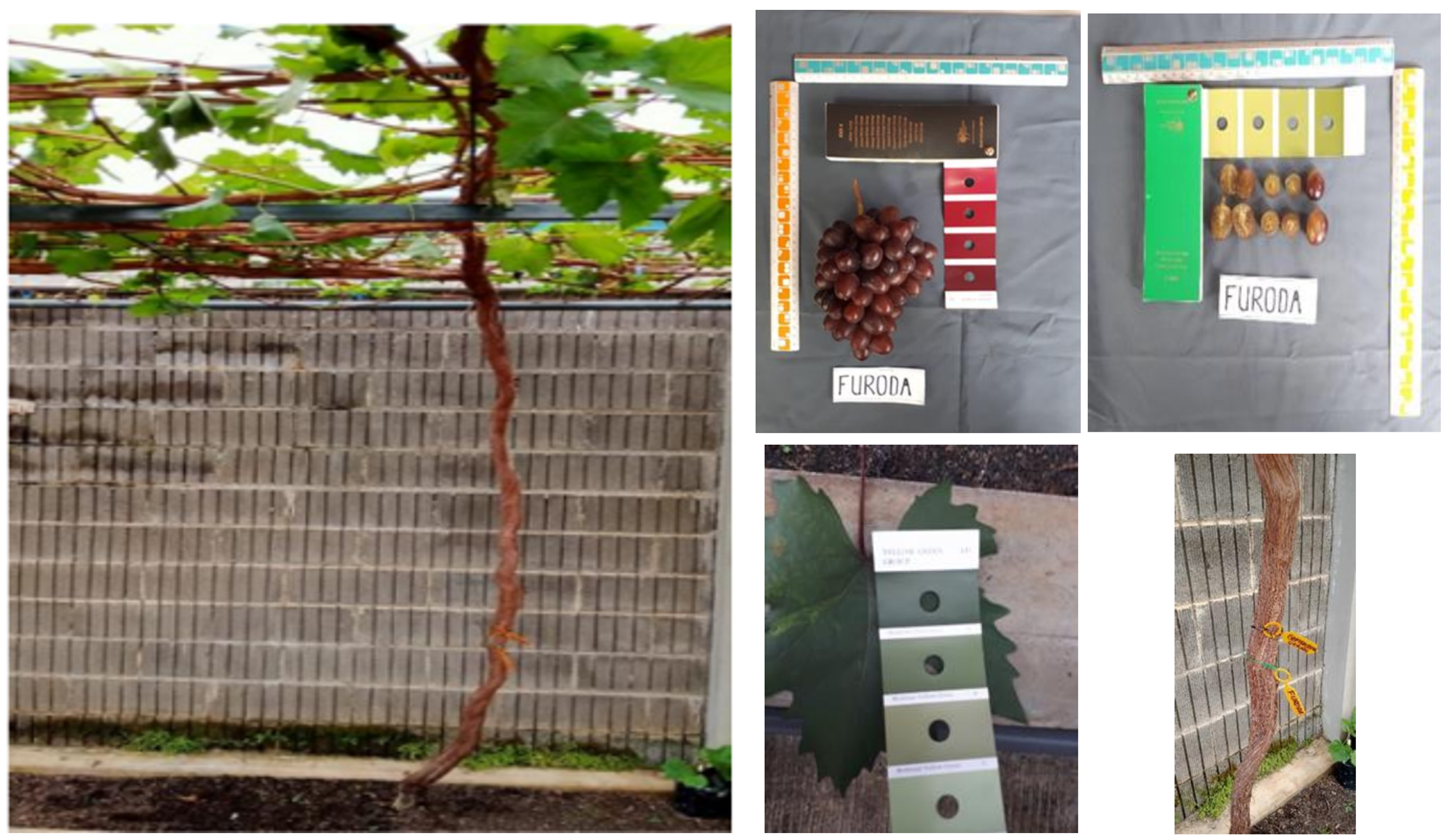 Anggur-Furoda.png