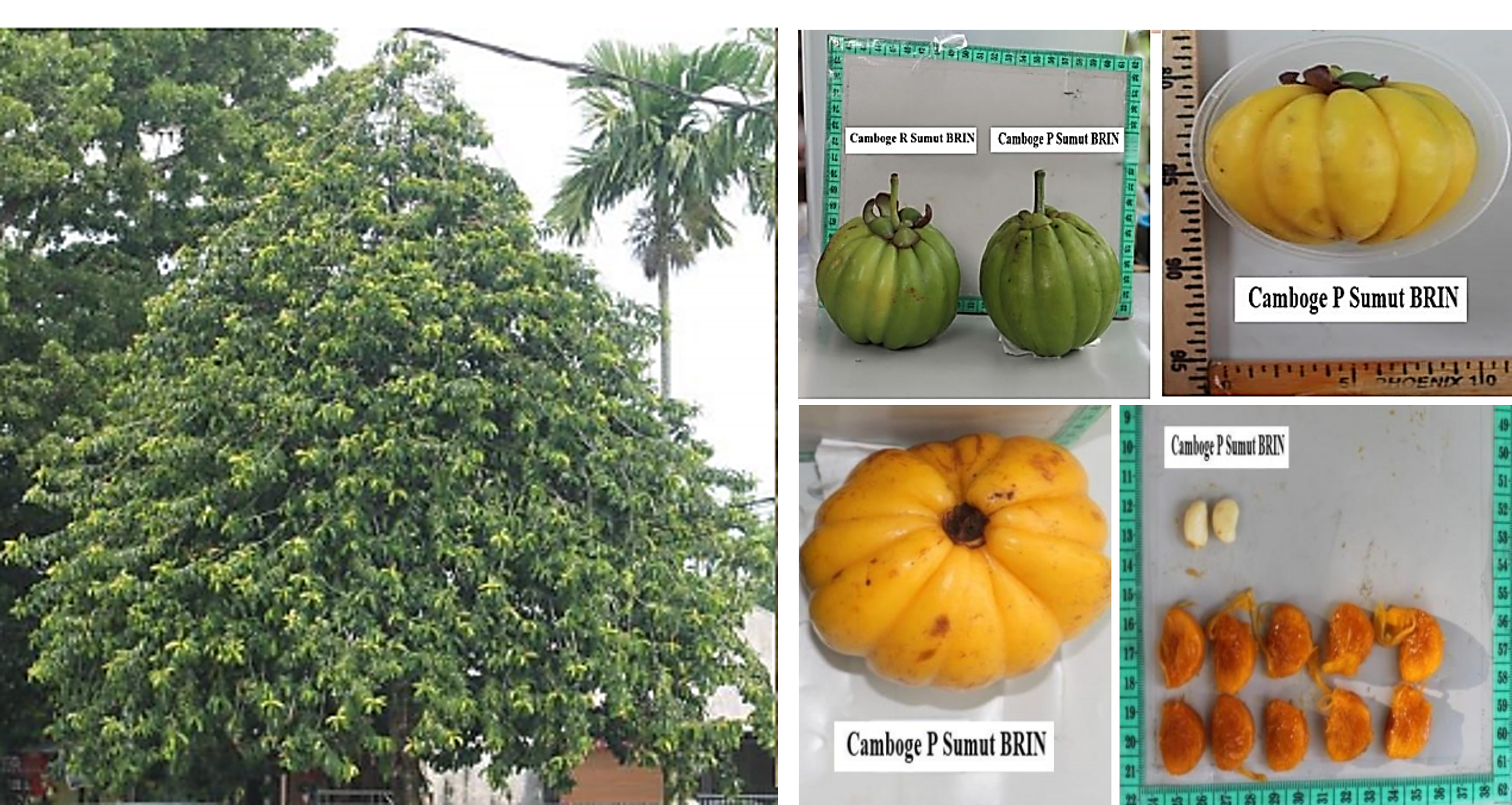 Asam-Gelugur-Camboge-P-Sumut-BRIN.png