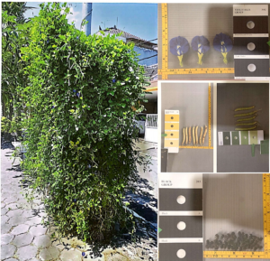 Bunga Telang Buteri Ungu