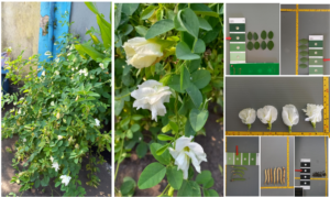 Bunga Telang Kesatrian Putih