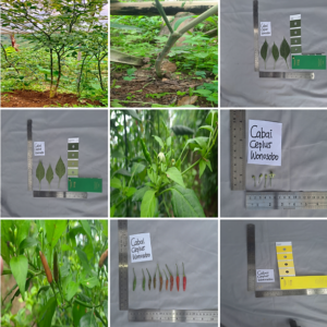 Cabai Rawit Ceplus Wonosobo