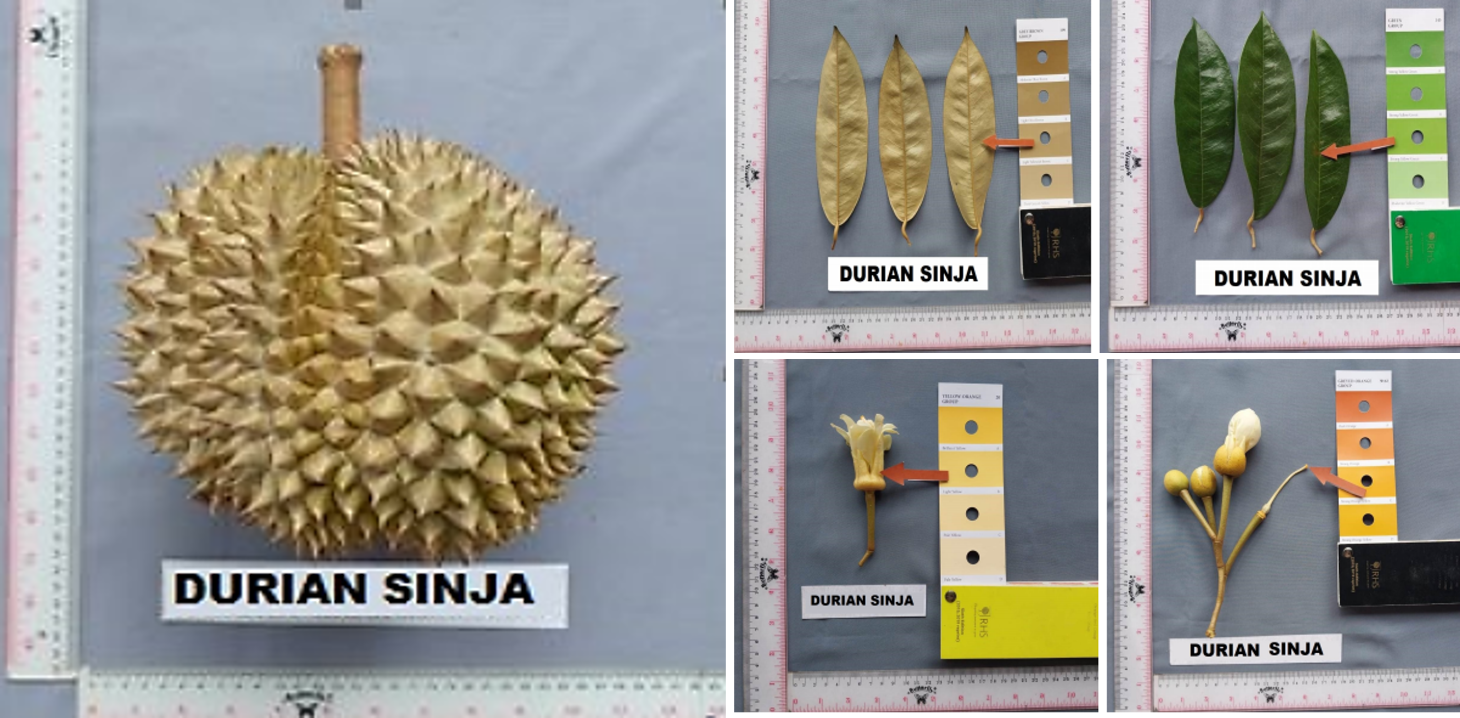 Durian-Sinja.png