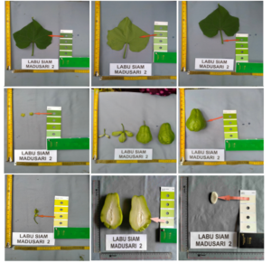 Labu Siam Madusari 2