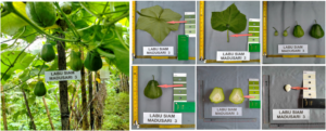 Labu Siam Madusari 3