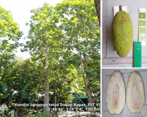 Sukun Tanjung Nusaniwe