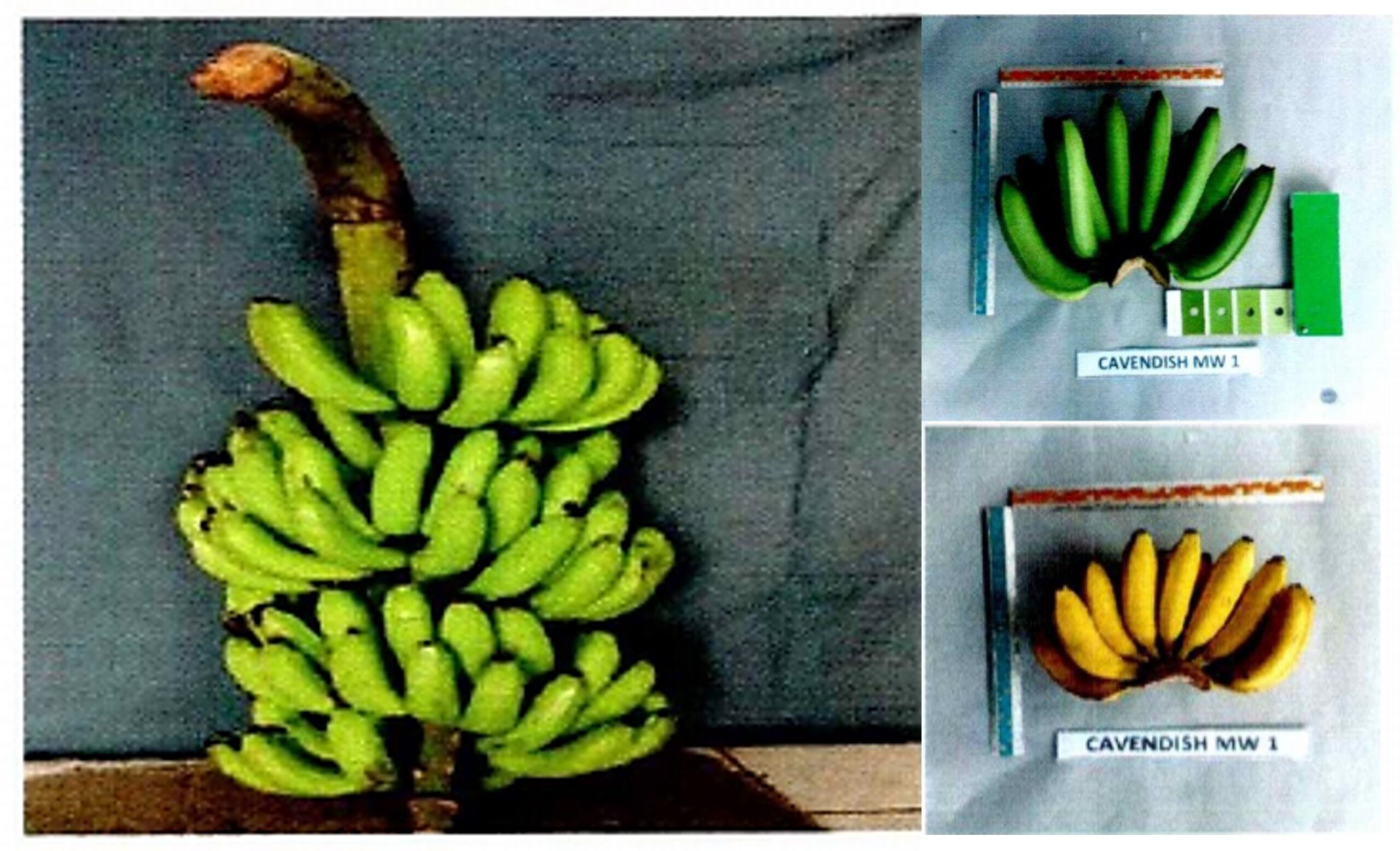 Pisang-MW-1-scaled.jpg