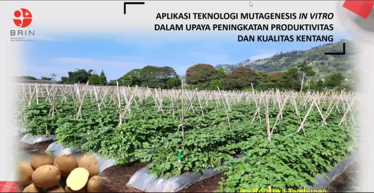 Atasi Penyakit Layu Bakteri pada Tanaman Kentang, BRIN Gunakan Teknologi Mutagenesis In Vitro