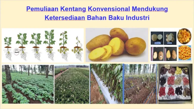 Dukung Ketersediaan Bahan Baku Industri, Peneliti BRIN Jelaskan Pemuliaan Kentang Konvensional