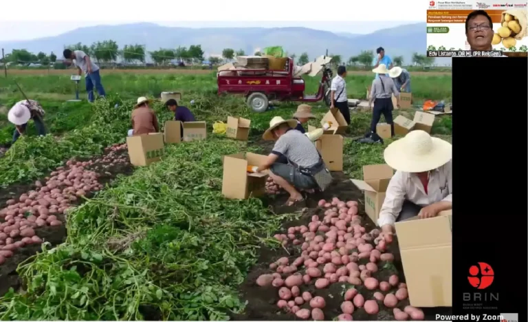 Peneliti BRIN Sebut Phytophthora Infestans Tantangan Utama Produksi Kentang di Indonesia
