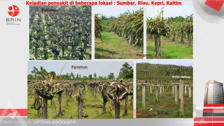 Teknologi Presisi untuk Identifikasi Jamur Neoscytalidium sp. pada Buah Naga