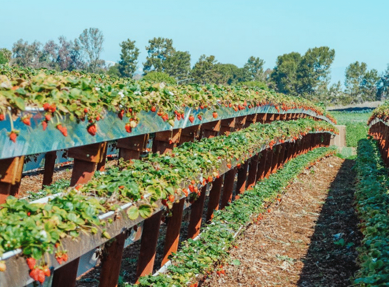 Peran Strategis Hortikultura di Indonesia