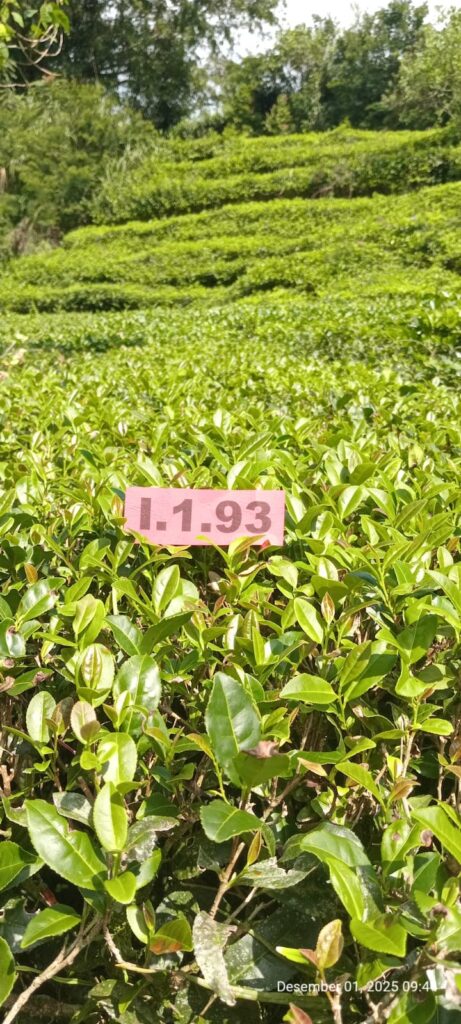 Klon I.1.93 (Camellia sinensis var. Sinensis)