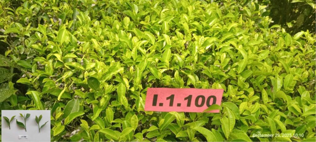 Klon I.1.100 Teh (Camellia sinensis var. Sinensis)