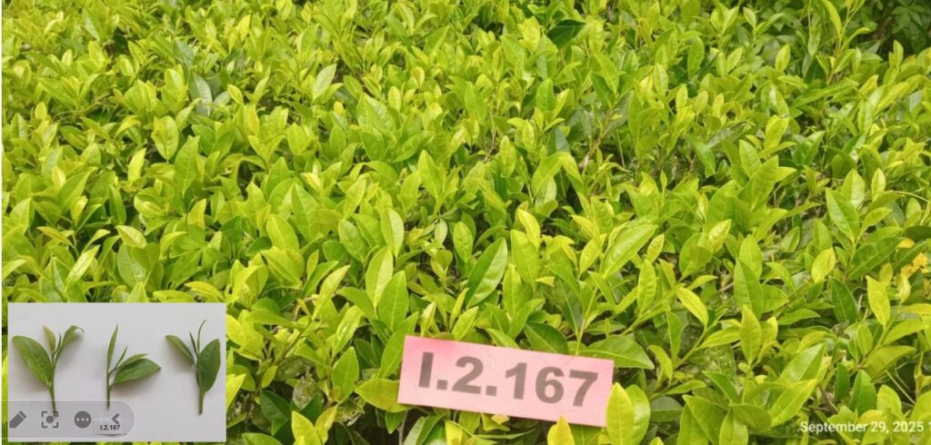 Klon I.2.167 (Camellia sinensis var. Sinensis)