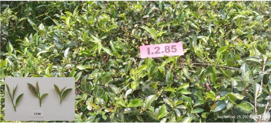 Klon I.2.85 (Camellia sinensis var. Sinensis)